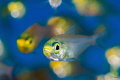 judged by Susannah H. Snowden-Smith who says...
Congratulations Kelvin H.y. Tan! Your glass fish bokeh is this week's Photo Of The Week! The isolated fish looking at the camera, with others blurred in the background is great. The complimentary colors of blue and yellow make the image pop. weekly hotshot click to zoom